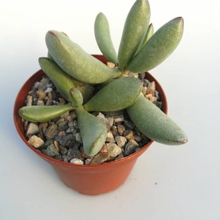 Adromischus alstonii  PAB 445 20 km north of Karrachabpoort, Nordost Port Nol., Südafrika