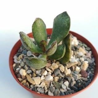 Adromischus cristatus v. cristatus