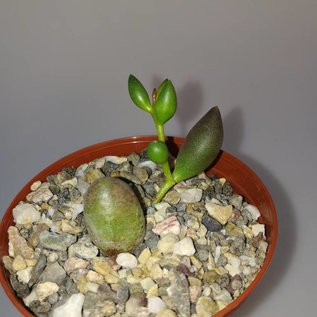 Adromischus filicaulis ssp. marlothii PLP 1279 Laingersburg