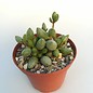 Adromischus marianiae cv. kubusensis CR 1487 South Skimmelberg, Clone 4