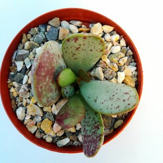 Adromischus maculatus aff.