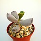 Adromischus triflorus