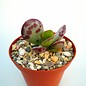 Adromischus triflorus cv. Moltorosso