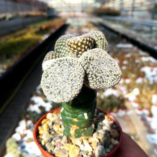 Austrocylindropuntia clavarioides  cv. albispina  gepfr.