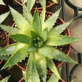 Aloe polyphylla Spiral-Aloe  Lesoto, Südafrika   CITES, not outside EU