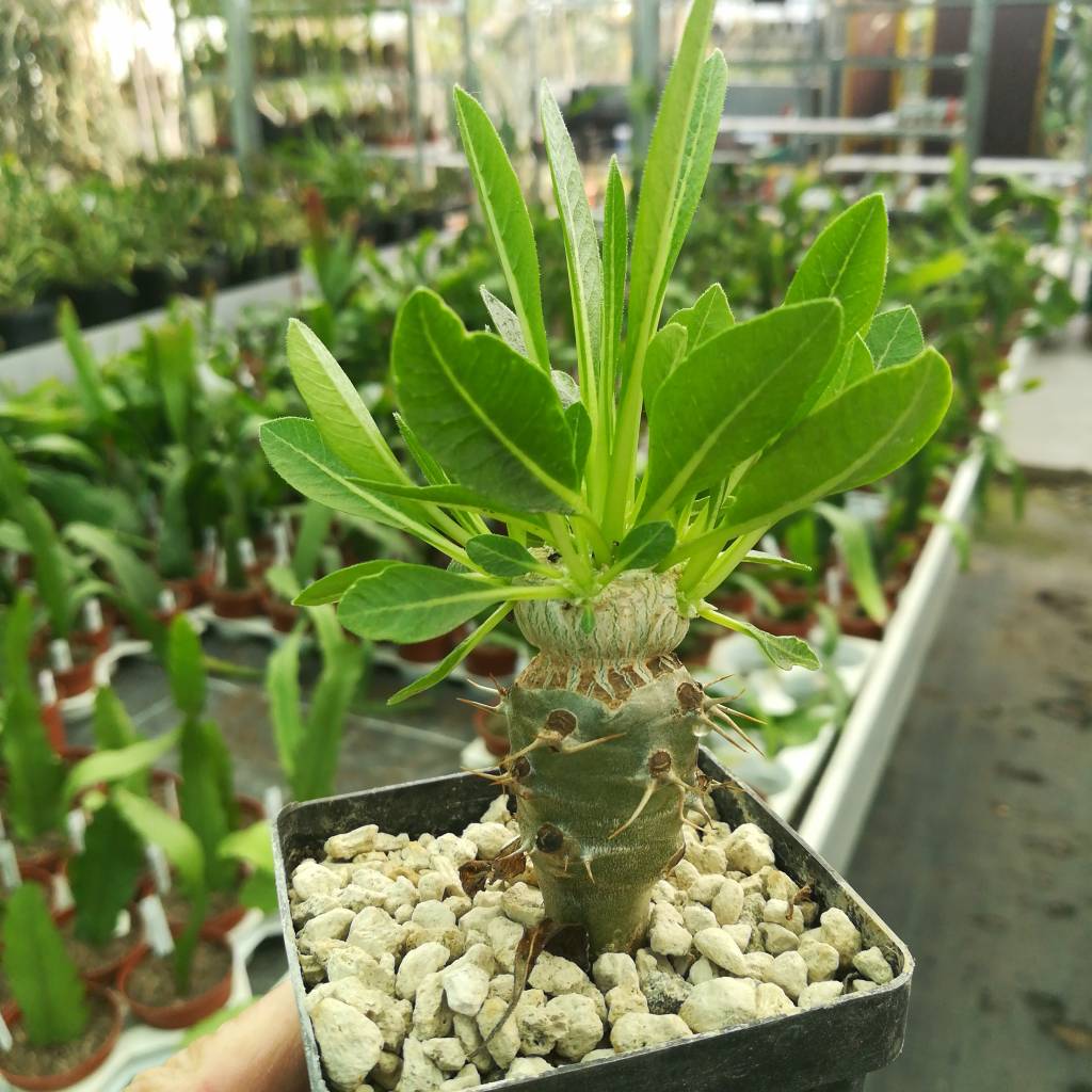 5pcs rari Semi pachypodium brevicaule chioma Succulente piantare semi Semi Apocynaceae Pachypodium pianta giardino bonsai Fiore