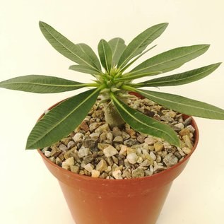 Pachypodium eburneum