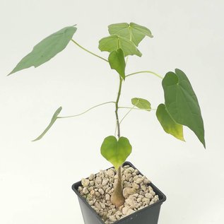 Sterculia africana   Opuwo,Namib.