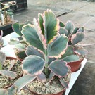 Kalanchoe fedtschenkoi variegata