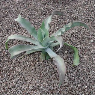 Agave gypsophila