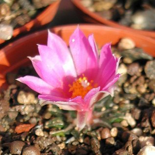 Ariocarpus kotschoubeyanus      CITES, not outside EU