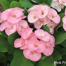 Euphorbia milii Grandiflora-Thai-Hybr. Pink Princess