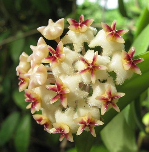 Hoya Erythrostemma Cv New White Flower Uhlig Kakteen More Than 5 000 Different Species