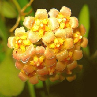 Hoya davidcummingii cv. Yellow Flower