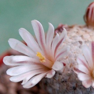 Mammillaria sanchez-mejoradae    gepfr.