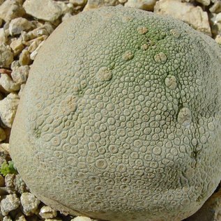 Pseudolithos cubiformis