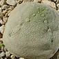 Pseudolithos cubiformis