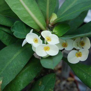 Euphorbia Milii Grandiflora Thai Hybr White Bouquet Uhlig Kakteen Uber 5000 Verschiedene Arten