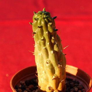 Tephrocactus hirschii