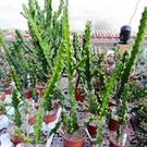 Euphorbia mayuranathani XL   Indien