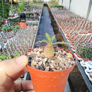 Euphorbia hadramautica