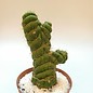 Eulychnia castanea cv. spiralis, grafted