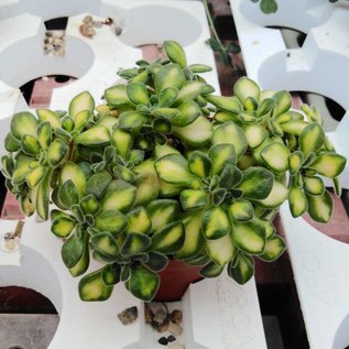 Aichryson laxum variegata
