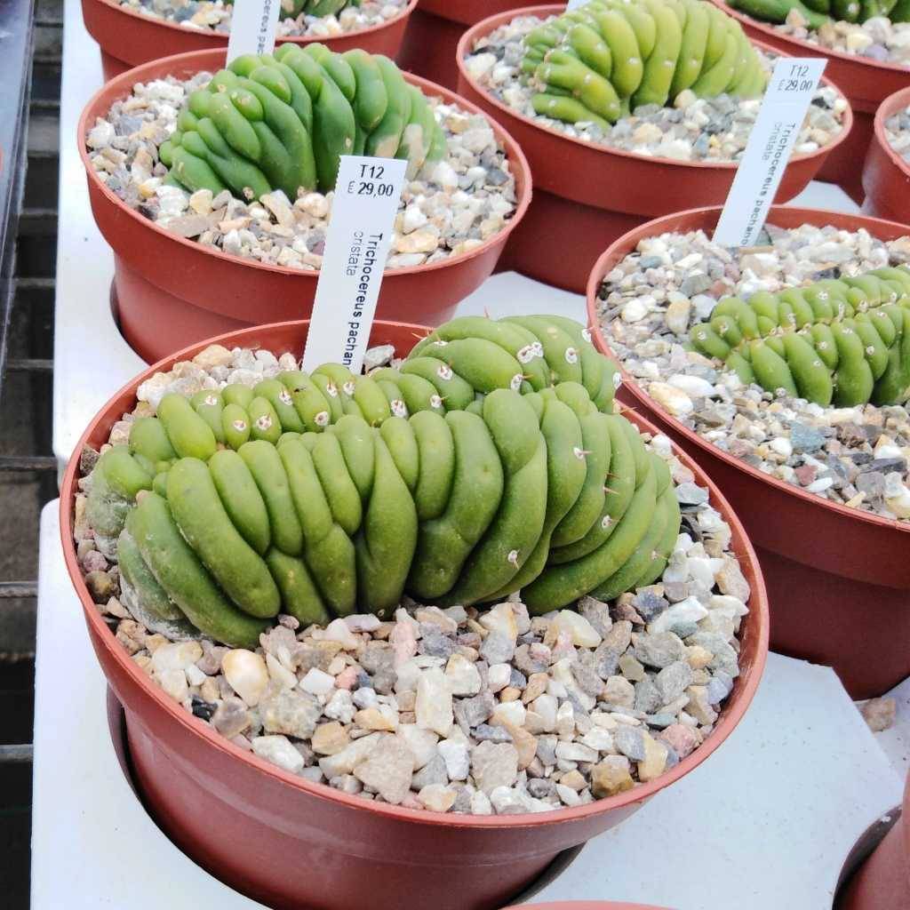 Trichocereus pachanoi cristata Uhlig Kakteen Über 5000 verschiedene