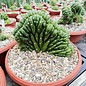 Trichocereus pachanoi     cristata