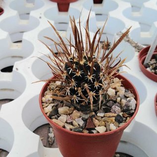 Sclerocactus papyracanthus  FH 083 Valencia Co., NM gepfr.  CITES, not outside EU