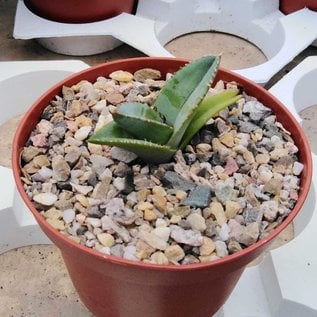 Agave titanota  cv. White Ice