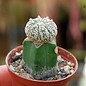 Astrophytum asterias-Hybr.    gepfr.