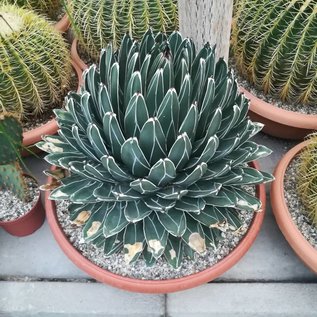 Agave victoriae-reginae XL