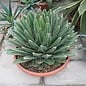 Agave victoriae-reginae XL