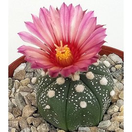 Astrophytum asterias  cv. Rubriflora    CITES, not outside EU