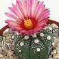 Astrophytum asterias cv. Rubriflora     CITES, not outside EU