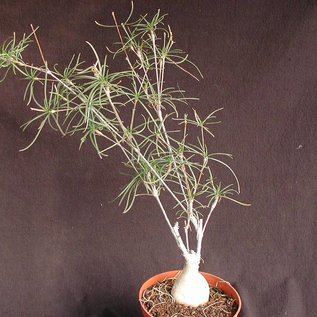 Euphorbia hedyotoides