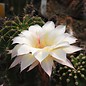 Echinopsis-Hybr. Paradiesvogel