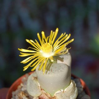 Lithops pseudotruncatella