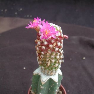 Mammillaria theresae    gepfr.