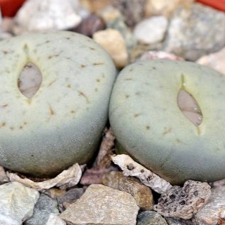 Lithops pseudotruncatella v. archerae C 104 120 km NM Maltahöhe (N)