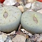 Lithops pseudotruncatella v. archerae C 104 120 km NM Maltahöhe (N)