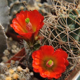 Echinocereus triglochidiatus v. mojavensis      (dw)