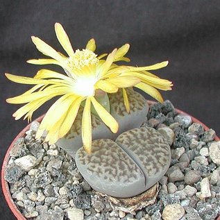 Lithops hookeri v. dabneri C 301 20km North-North-East of Douglas, Cape Province