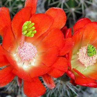 Echinocereus spec.  P 300 Mina Navidad