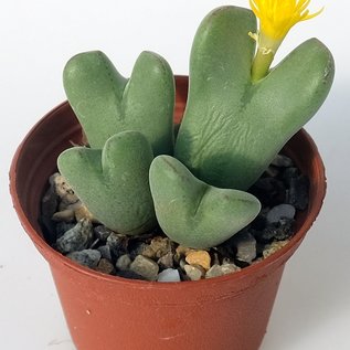 Conophytum bilobum v. C