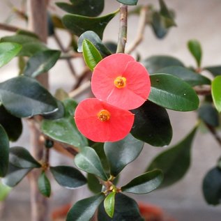 Euphorbia geroldii   Vohemar, Madagaskar, leicht sandiger Waldboden