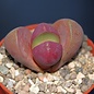 Pleiospilos nelii cv. Royal Flush