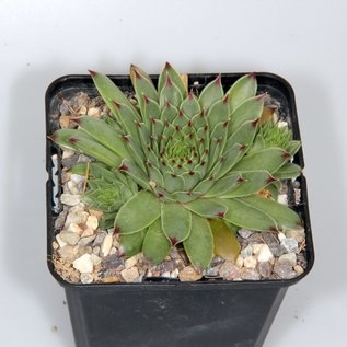 Sempervivum calcareum Little       (dw)