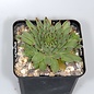 Sempervivum calcareum Little       (dw)